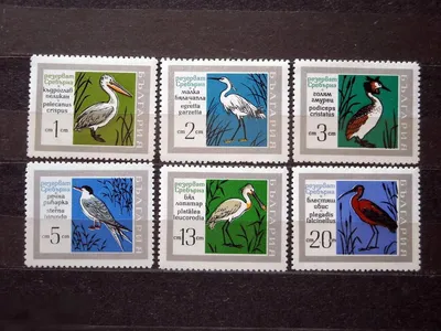 Бесплатное изображение: красивые, лебедь, вода, болотных птиц, птица,  озеро, водные птицы, отражение, река, природа