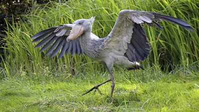 🦜Самые красивые и редкие райские птицы в мире, подарят нам в этот  праздничный день ,хорошее настроение на целый день! | Жанна Аттар | Дзен