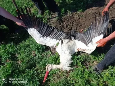 Ученые бьют тревогу: редкие птицы попали под риск исчезнования