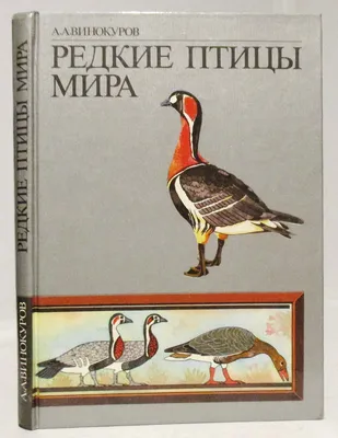 Названы наиболее редкие подмосковные птицы - В регионе - РИАМО в Люберцах