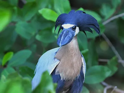 🦜Невероятные редкие птицы в мире , сделают этот вторник отличным днём с  прекрасным настроением! | Жанна Аттар | Дзен