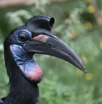 🦜Невероятные редкие птицы в мире , сделают этот вторник отличным днём с  прекрасным настроением! | Жанна Аттар | Дзен