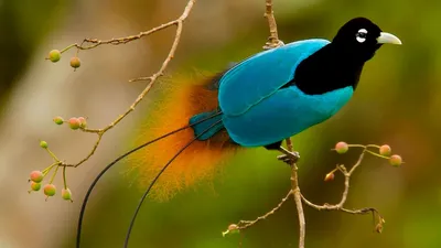 ТОП 25 самых редких видов птиц в мире - названия, характеристика и фото —  Природа Мира