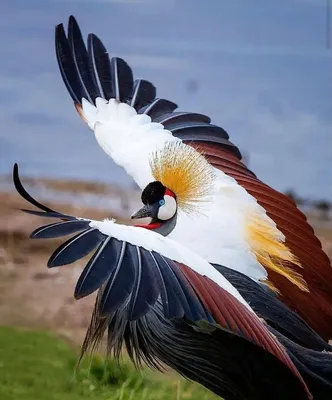 Самые УДИВИТЕЛЬНЫЕ птицы - YouTube