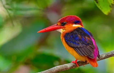 🦅Самые красивые, редкие птицы в мире , поднимут нам настроение в этот  четверг! | Жанна Аттар | Дзен