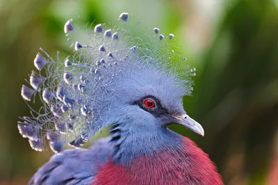 10 редких птиц удивительной красоты: фото | OBOZ.UA