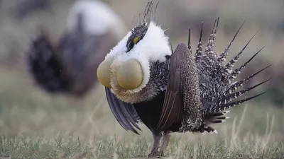 🦜Самые красивые и редкие райские птицы в мире, подарят нам в этот  праздничный день ,хорошее настроение на целый день! | Жанна Аттар | Дзен