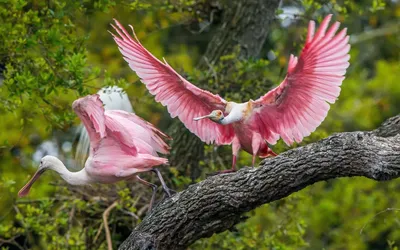 Птицы мира: 6 редких голубей | Вокруг Света