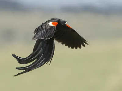 Филиппинский орёл — Википедия