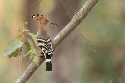 Самые необычные птицы в мире - 48 фото