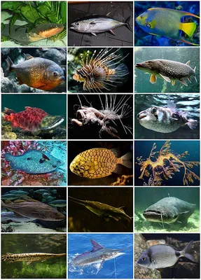 рыбы плавают под водой. синий цихлид. необычные редкие виды рыб. наблюдение  рыб, находящихся под водой Стоковое Изображение - изображение насчитывающей  рыбы, фауна: 253371365