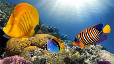 Животные - Морские рыбы для детей - Развивающие видео для малышей - YouTube