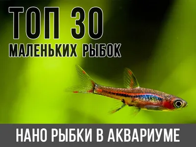 На грани исчезновения: 10 редких видов животных – статья – Корпорация  Российский учебник (издательство Дрофа – Вентана)