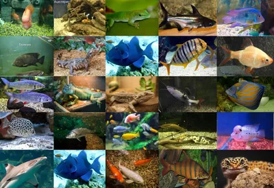 Самые редкие виды рыб: фото, описание, значение