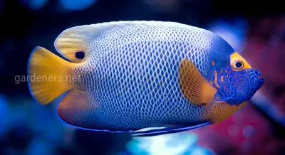 Нано аквариум. Рыбки для нано аквариума.