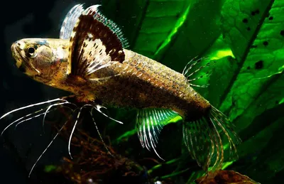 Самые редкие виды рыб. | Эстетика | Красивое амино Amino