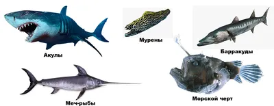 Редкие виды рыб и растений можно бесплатно увидеть в Киеве. Читайте на  UKR.NET