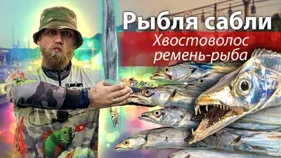 Самая большая рыба в мире: топ-10