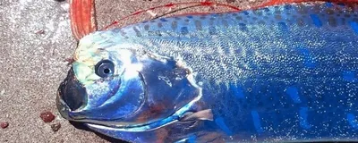 Рифмы и Панчи 🖤 on Instagram: \"💙 Вашему вниманию — одна из самых  необычных рыб: Сельдяной король! Природа — удивительная штука 🐟\"