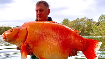 В Мексике рыбакам попалась редкая рыба, которую считают предвестником  Судного дня - Рамблер/новости