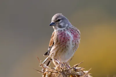 Коноплянка / Коноплянка, именуемая в народе реплик и реполов (лат Carduelis  cannabina) – это небольшая птица, принадлежащая отряду воробьиных из  семейства вьюрковых Птица коноплянка предпочитает обитать в культурных  ландшафтах, таких как живые