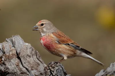 Коноплянка - Реполов. (Carduelis cannabina) pardillo cantando. - YouTube