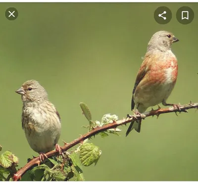 Коноплянка или реполов (Carduelis cannabina)