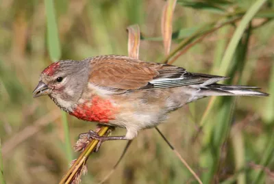 Коноплянка (реполов) Acanthis cannabina Common Linnet