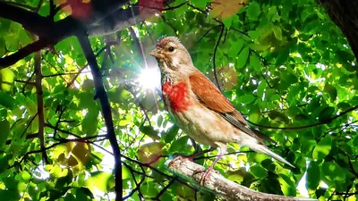 Коноплянка (реполов) Acanthis cannabina Common Linnet