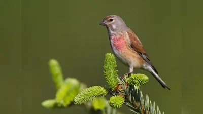 Коноплянка. Фотограф Юрий Андреев