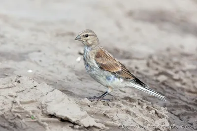 Коноплянка или реполов (Carduelis cannabina)