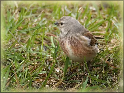 Коноплянка - Реполов. (Carduelis cannabina) pardillo cantando. - YouTube