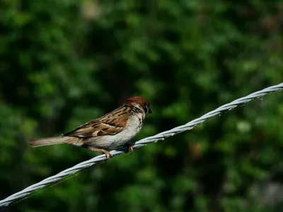 PHOTOS/aves/21 PASSERIFORMES FRINGILLIDAE Acanthis  cannabina/bird_female_Acanthis_cannabina_2013_0807_1836