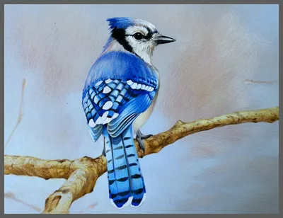Голубая сойка. Птица. Рисунок цветными карандашами | Цветные карандаши,  Рисунок цветными карандашами, Рисунок птиц