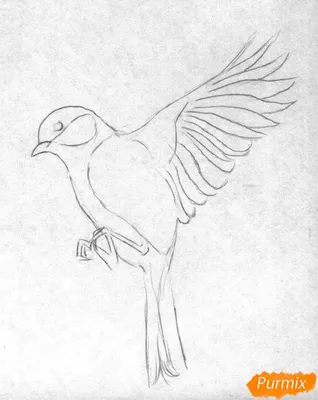 Рисунки птиц карандашом для срисовки (72 фото) ✏