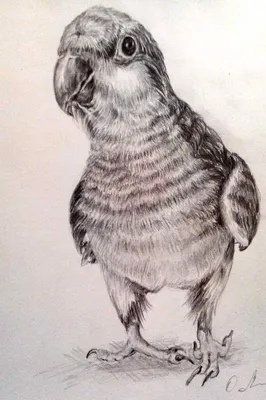 Рисунки карандашом поэтапно птица в полете (58 фото) 🔥 Прикольные картинки  и юмор
