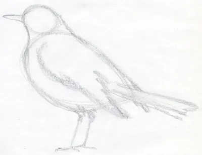 Птицы на ветке | Пикабу