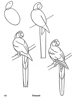 Птица рисунок легкий для срисовки - 44 фото