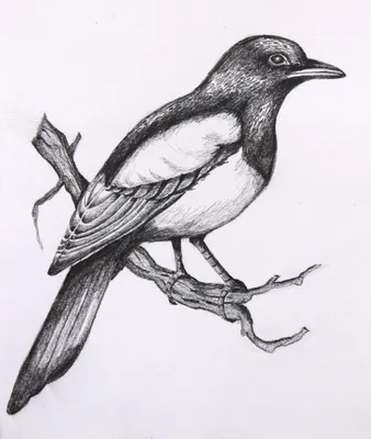 Птичка для детей рисунок поэтапно легко карандашом (48 фото) » рисунки для  срисовки на Газ-квас.ком