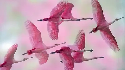 Территория фламинго: как грациозные розовые птицы взяли пример с китов,  чтобы выживать на диете из планктона | Вокруг Света