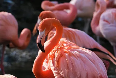 Розовая птица» — создано в Шедевруме