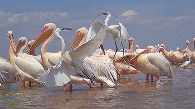 Обои Животные Фламинго, обои для рабочего стола, фотографии животные,  фламинго, розовые, птицы Обои для рабочего стола, скачать обои картинки  заставки на рабочий стол.