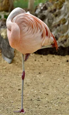 Фламинго: описание птицы и места обитания