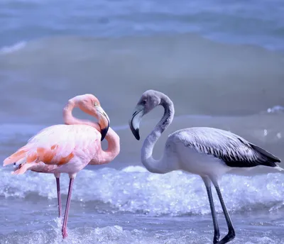 Сотни фламинго и пеликанов проводят лето на Тузловских лиманах | Новости  Одессы