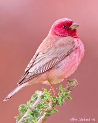 Розовые птицы (39 фото) - красивые фото и картинки pofoto.club