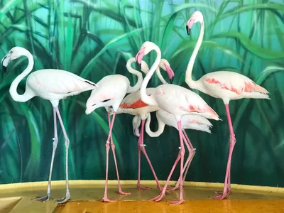 Картина для интерьера \"Розовые фламинго озера \"Накуру\" 60х40 см.  синтетический холст. Коллекция птицы, природа. - купить по низкой цене в  интернет-магазине OZON (932076688)