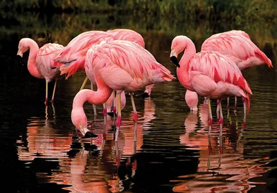 Красивая экзотическая птица - розовый фламинго с длинной шеей, гордо  стоящий в воде на розовой спинке | Премиум Фото