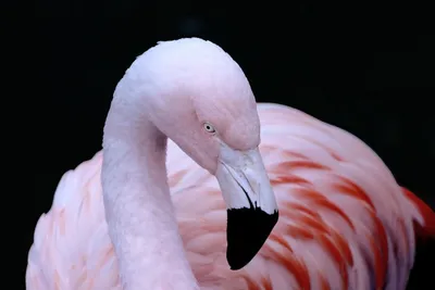 Фотообои каталог в Мозыре -Акция-25% на фотообои -Розовые птицы - Фотообои  Животные|птицы