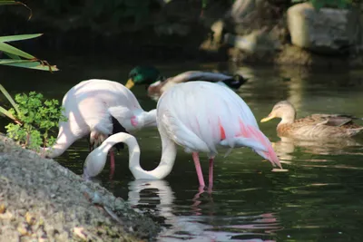Розовые птицы Большие Фламинго Стоковое Фото - изображение насчитывающей  озеро, экзотическо: 157668228