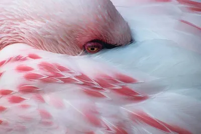 Розовые фламинго, Шаблон для создания большой модели птицы - LACRAFTA